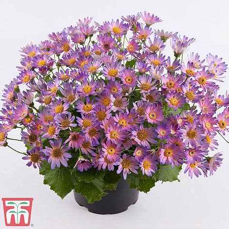 Stunning and Sustainable: Senetti Salmon Spell as a Choice for Eco-Friendly Gardening